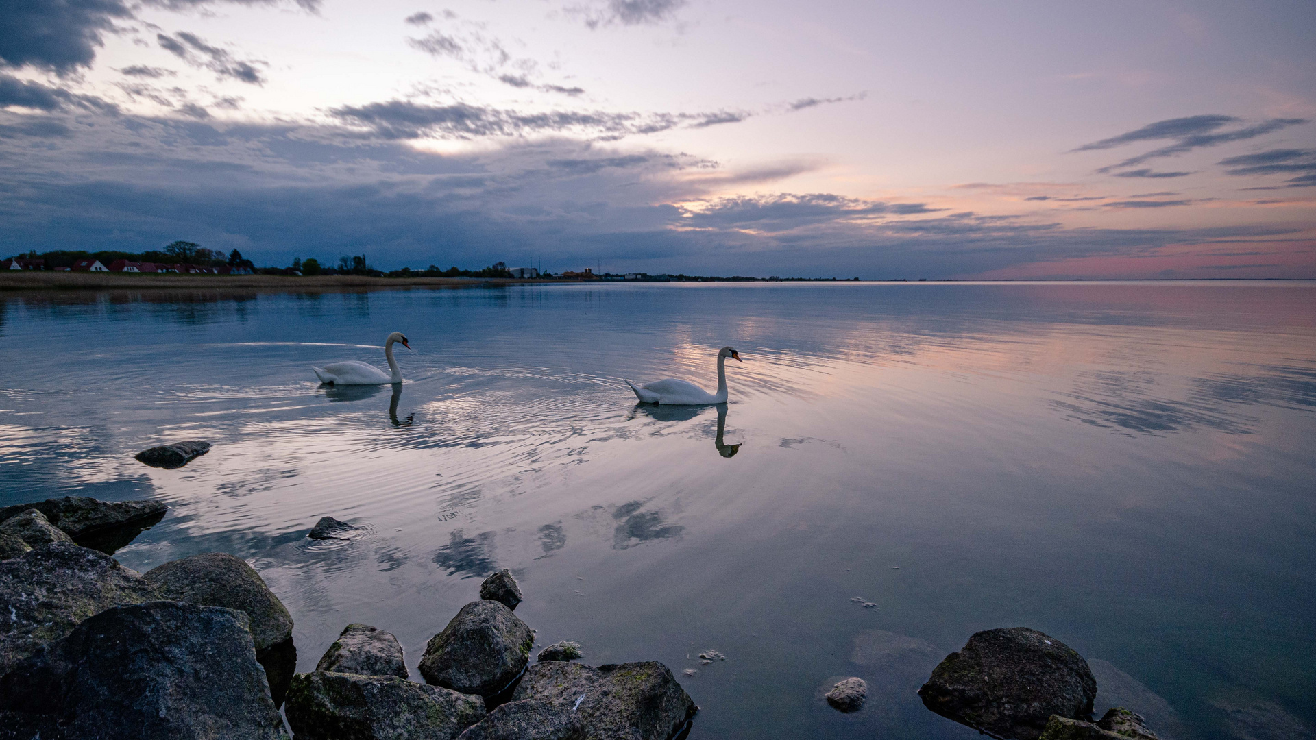 Schwanenpaar am Abend k