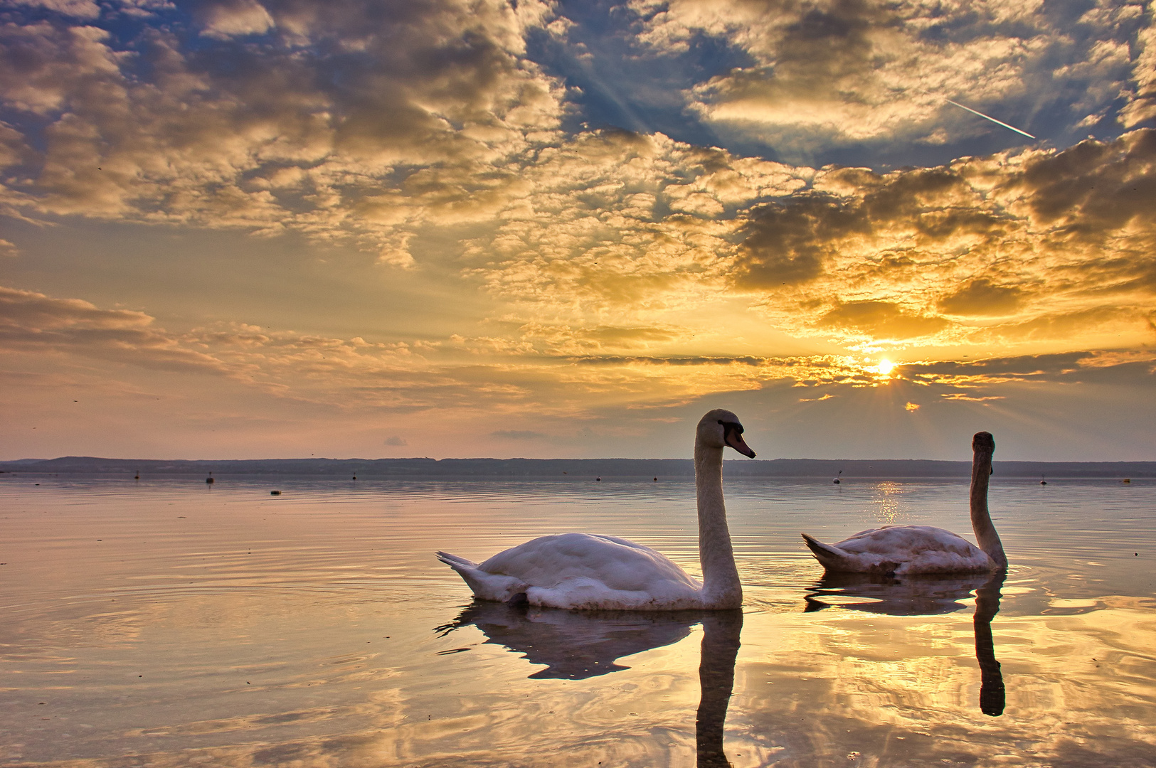 Schwanenpaar am Ammersee