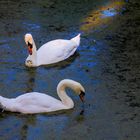 Schwanenpaar am späten Sommerabend ("Alte Fahrt" Olfen)