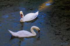 Schwanenpaar am späten Sommerabend ("Alte Fahrt" Olfen)