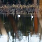 Schwanenpaar auf dem Faulen See