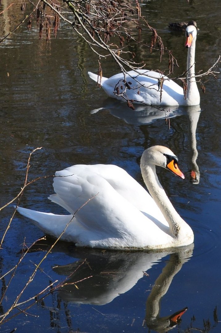 Schwanenpaar auf dem Parkteich