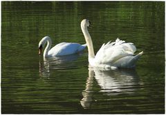 Schwanenpaar auf dem Schiedersee