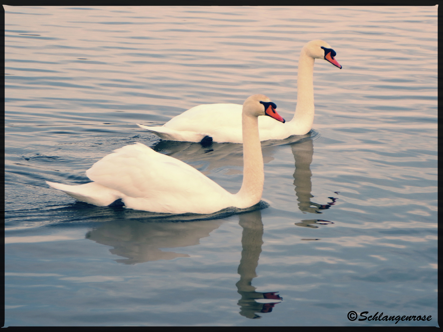 Schwanenpaar auf dem See 3