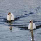 Schwanenpaar auf dem See