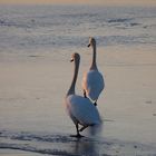 Schwanenpaar bei Sunset