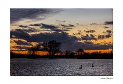 Schwanenpaar im Abendlicht