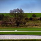 Schwanenpaar im Feld