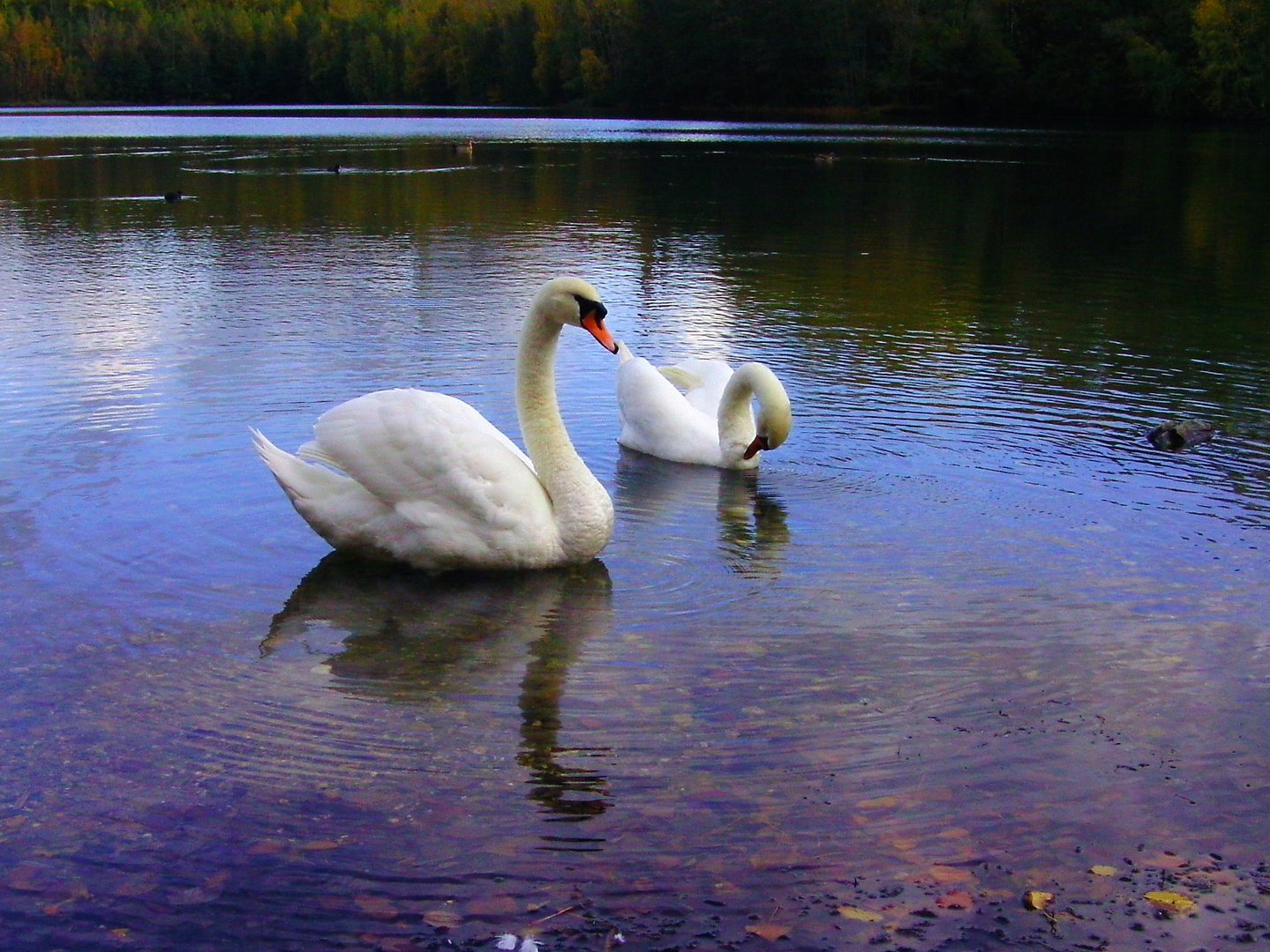 Schwanenpaar im Herbst