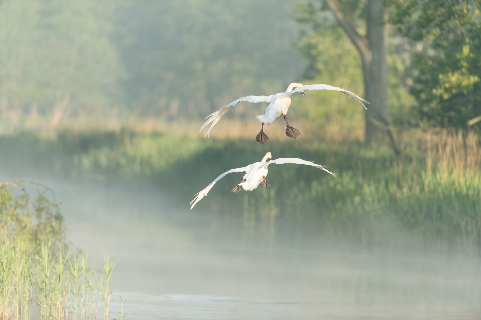 Schwanenpaar im Landeanflug