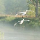 Schwanenpaar im Landeanflug