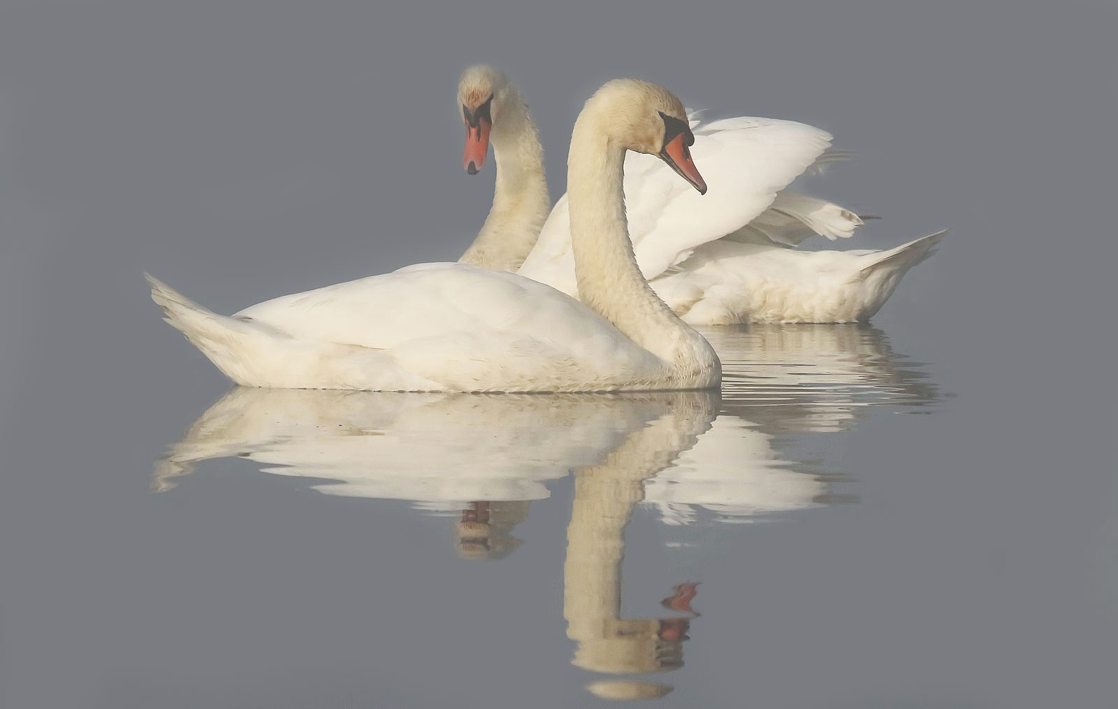 Schwanenpaar im Morgennebel