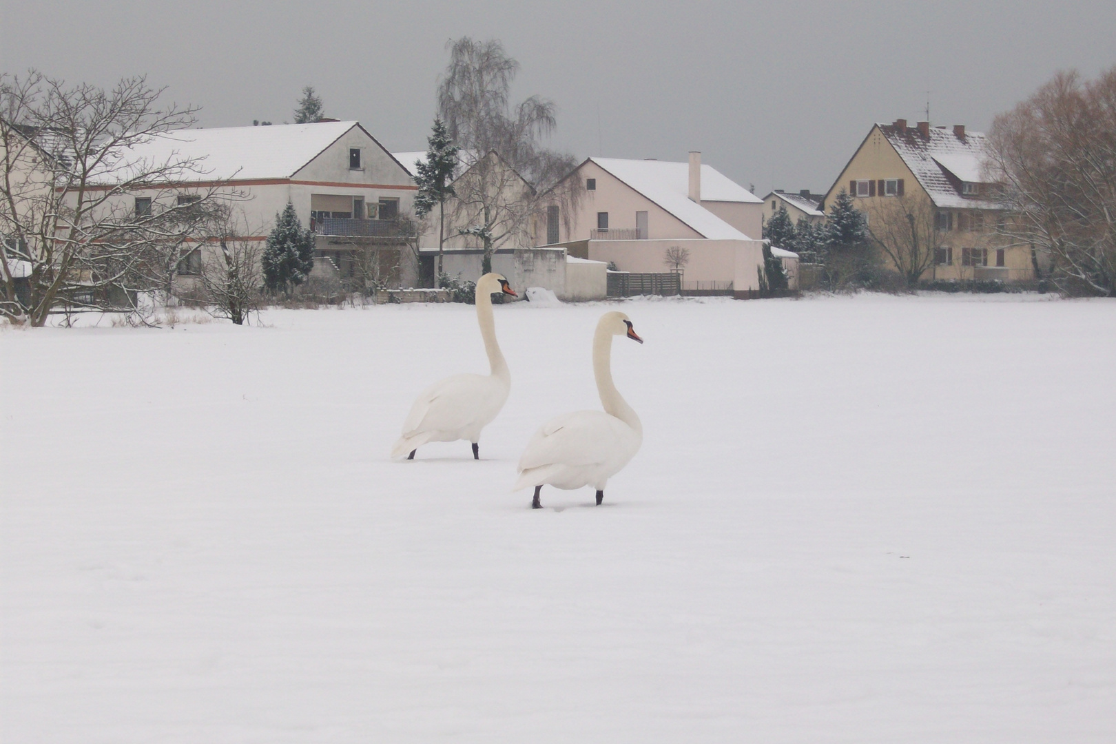 Schwanenpaar im Schnee...