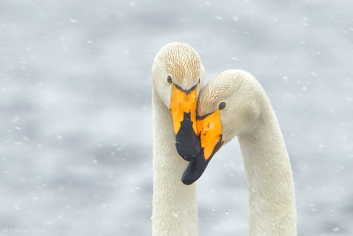 Schwanenpaar im Schneeregen