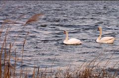 Schwanenpaar in der Abendsonne (2)