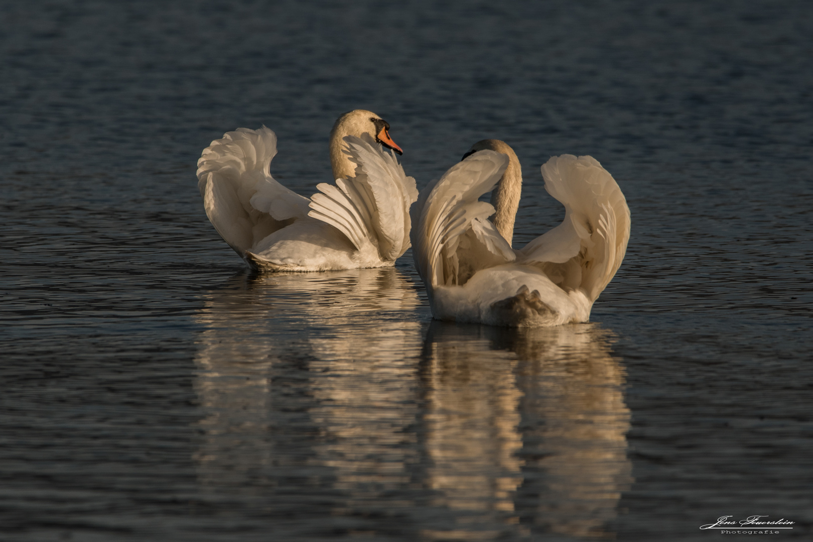 Schwanenpaar in der Abendsonne