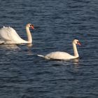 Schwanenpaar in der Disselmersch bei Lippborg