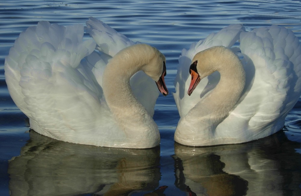 Schwanenpaar in der Flensburger Förde