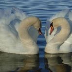 Schwanenpaar in der Flensburger Förde