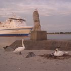 Schwanenpaar in der Nähe der Nordermole in Travemünde