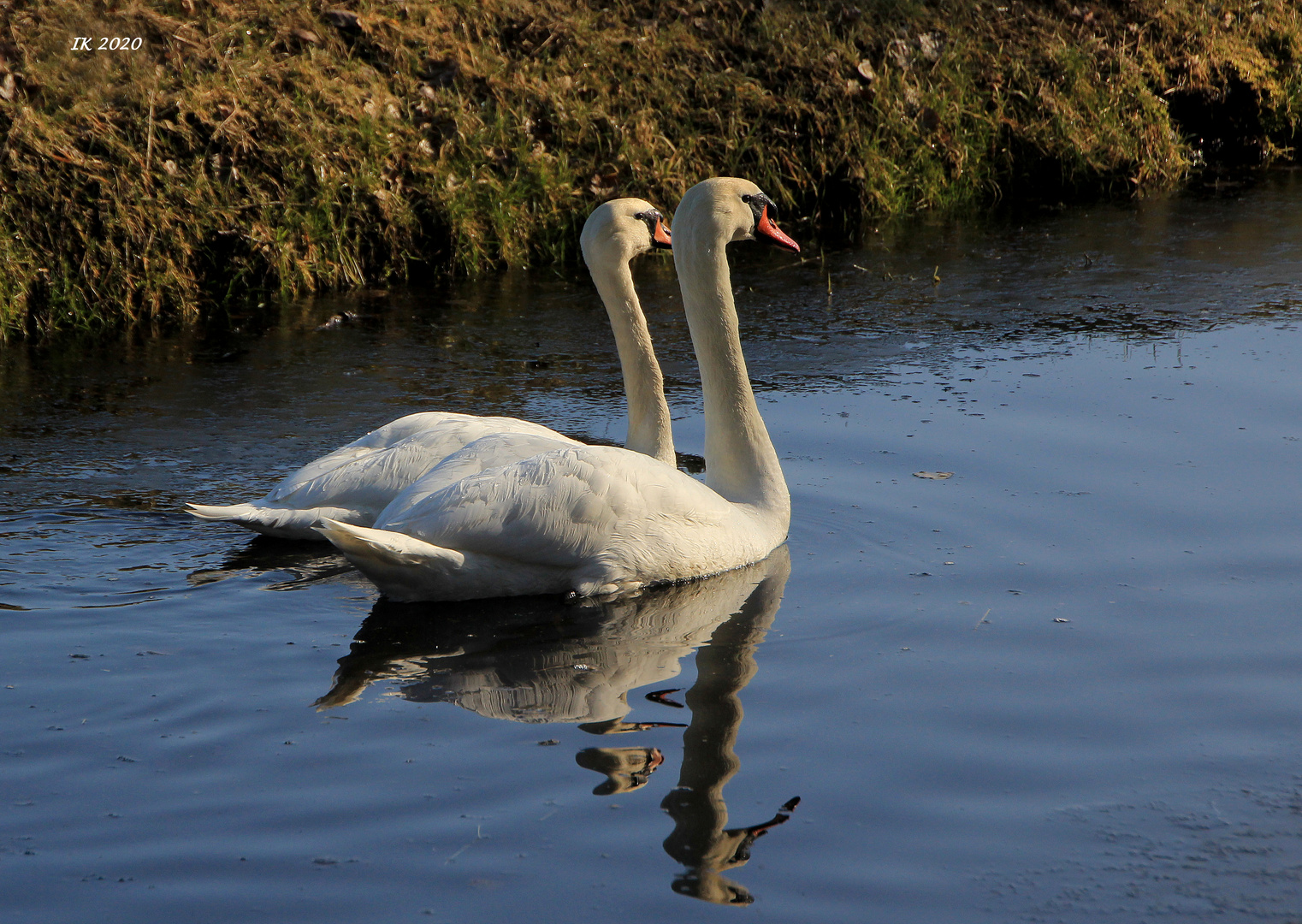 Schwanenpaar mit Spiegelung