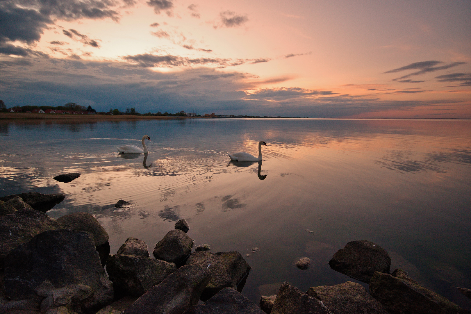 Schwanenpaar zur Abendstunde 