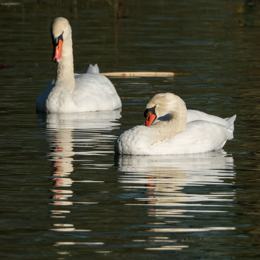 Schwanenpärchen