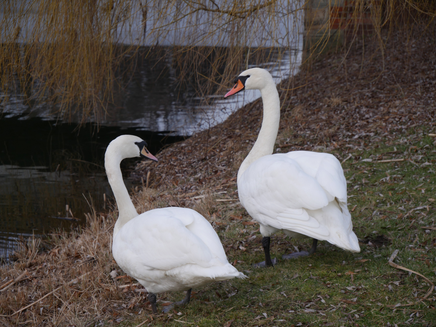 Schwanenpärchen