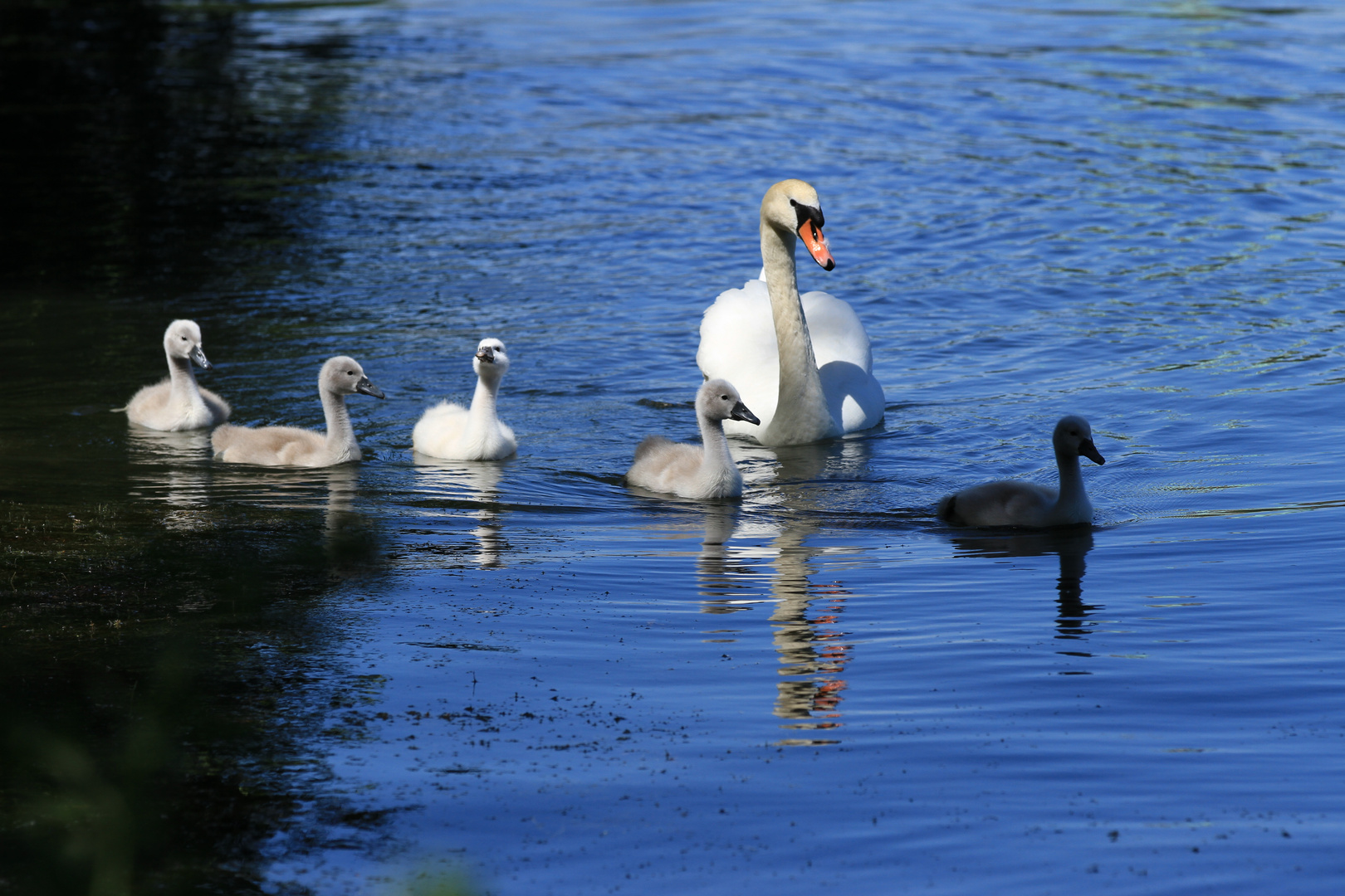 Schwanenpapa mit Kindern