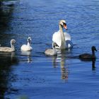 Schwanenpapa mit Kindern