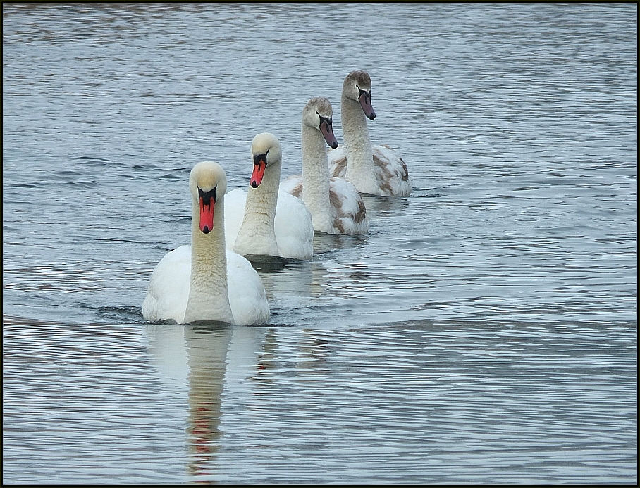 Schwanenparade