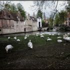 Schwanenparadies am Beginenhof - Paradis des cygnes au beguinage