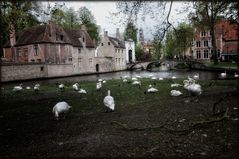 Schwanenparadies am Beginenhof - Paradis des cygnes au beguinage