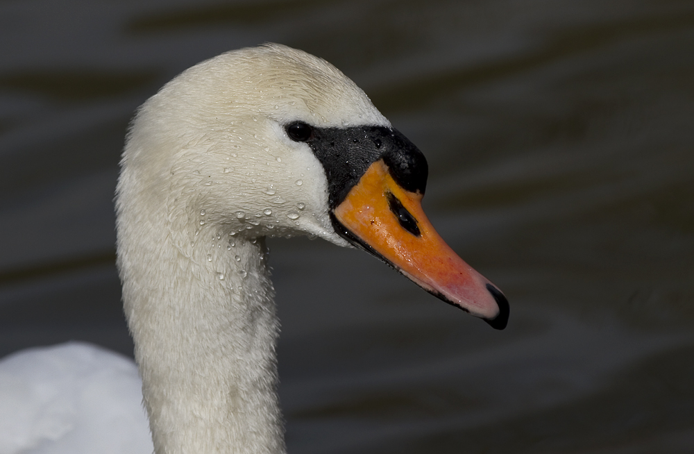 Schwanenportrait