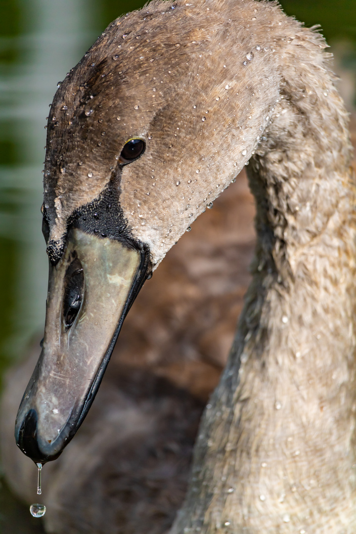 Schwanenportrait