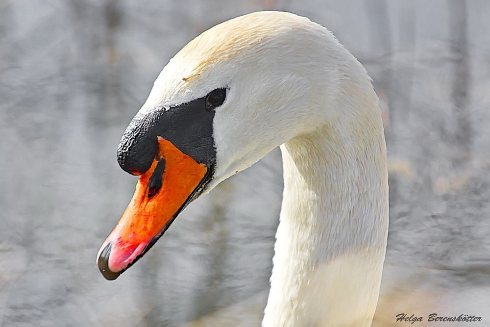 Schwanenportrait