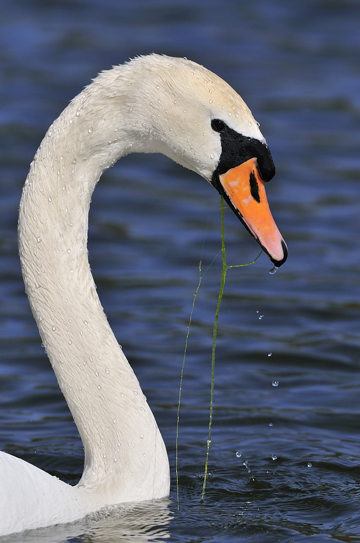 Schwanenportrait