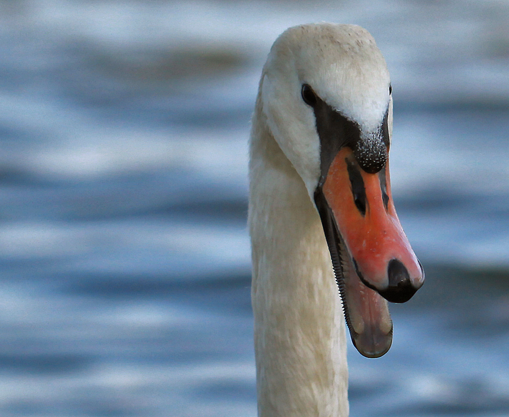 Schwanenportrait