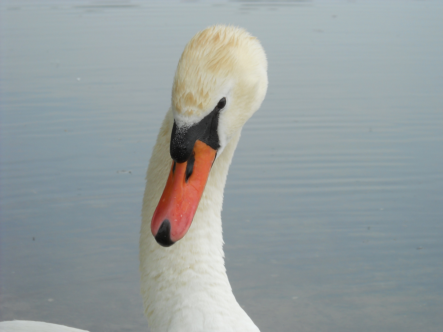 Schwanenportrait