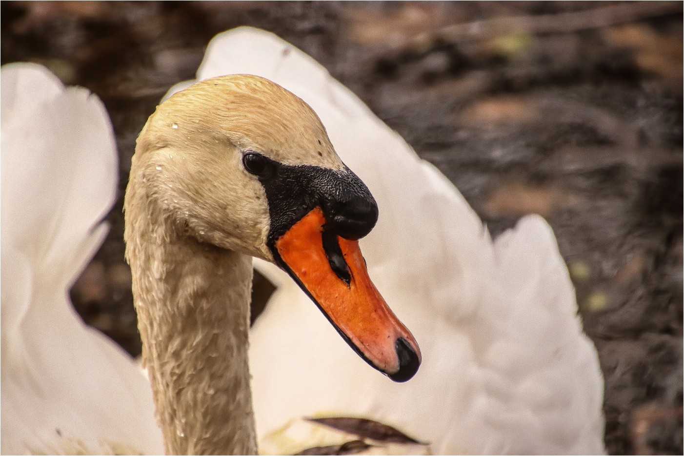 Schwanenportrait