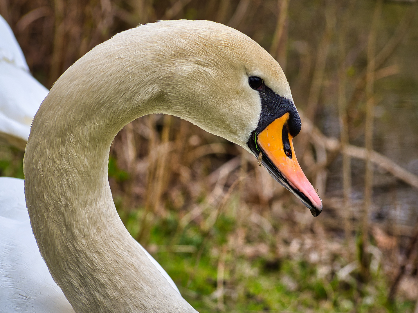 Schwanenportrait