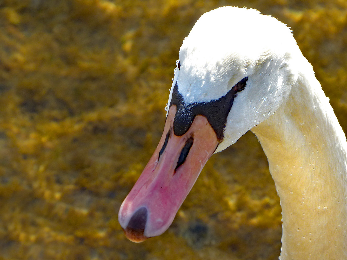 Schwanenportrait