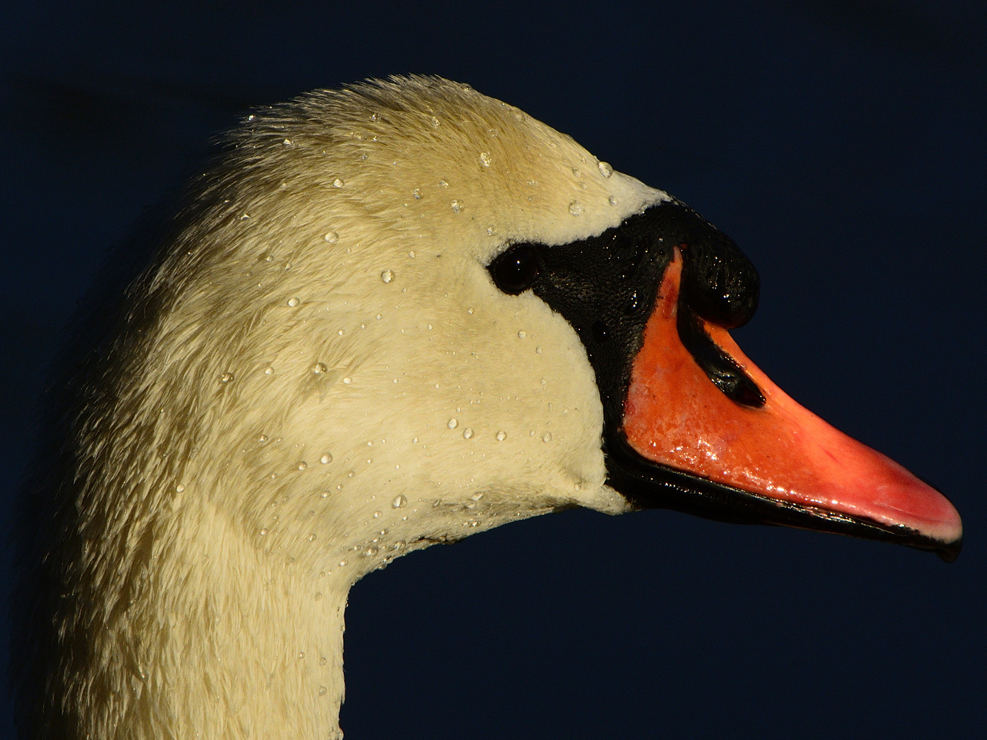 Schwanenportrait