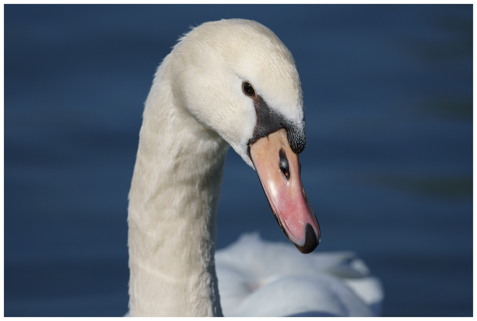 Schwanenportrait