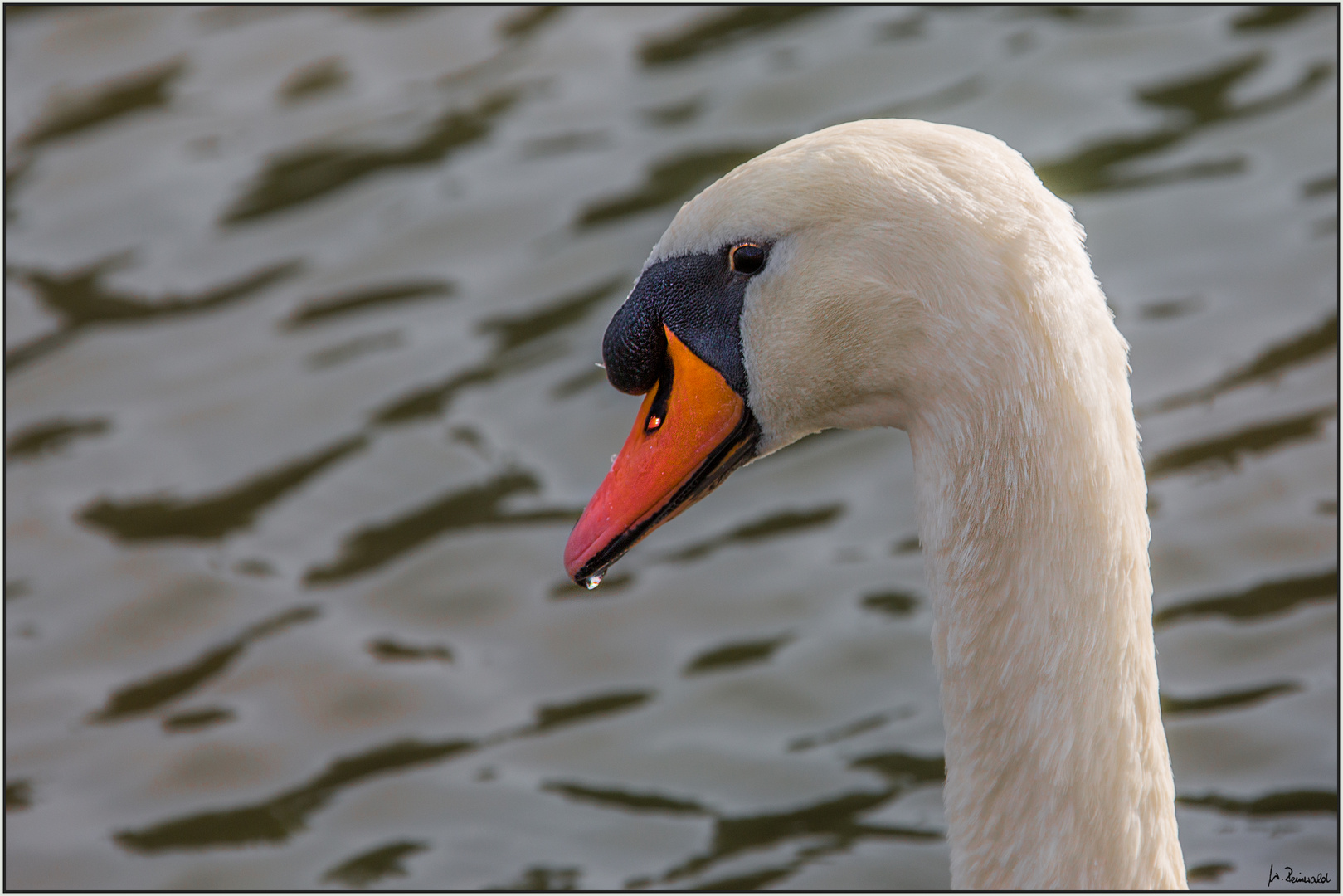 Schwanenportrait