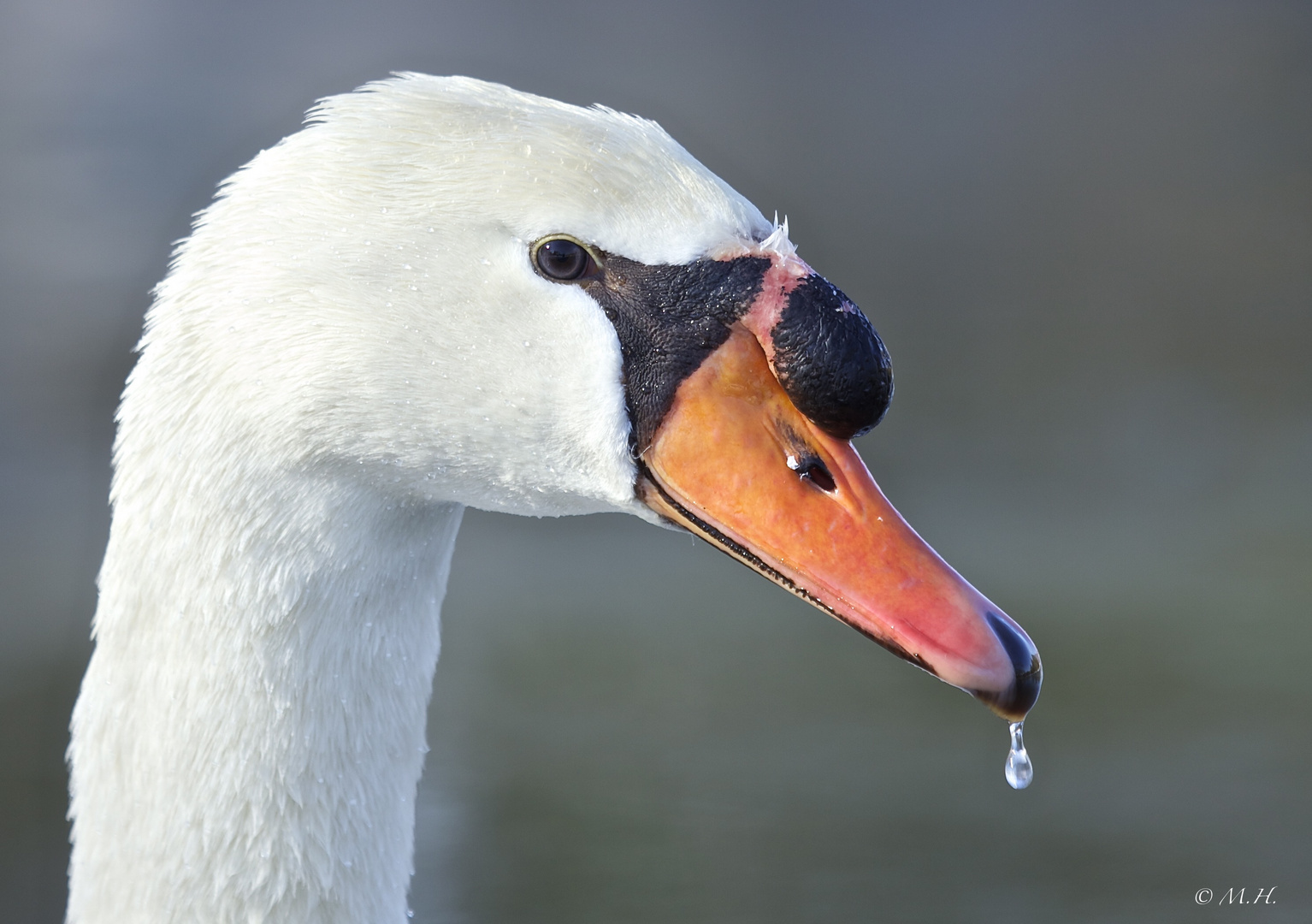 Schwanenportrait