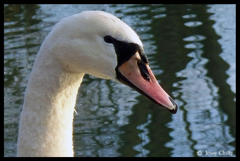 Schwanenportrait