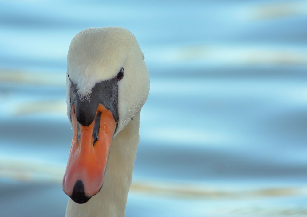 Schwanenportrait