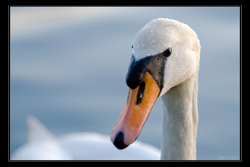 Schwanenportrait