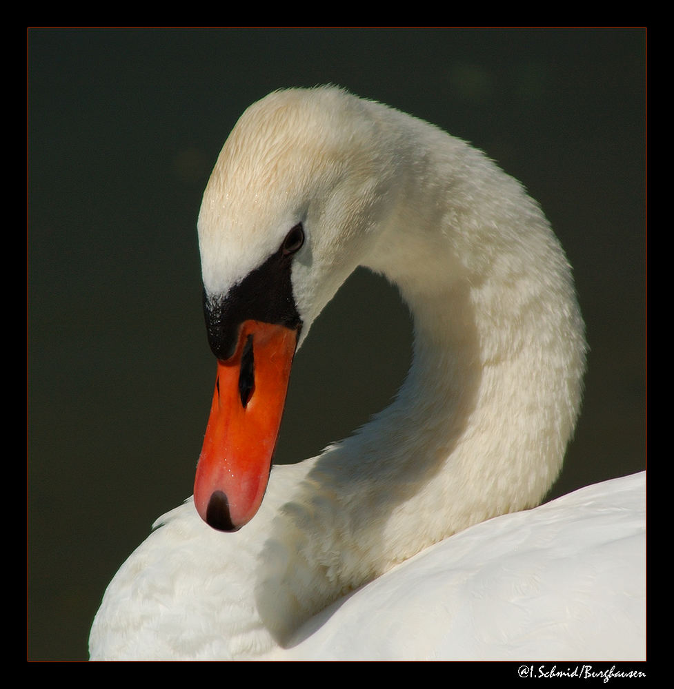 Schwanenportrait